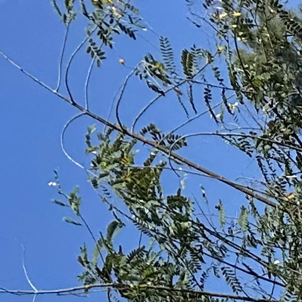 custom new home construction with pool in southern california 19