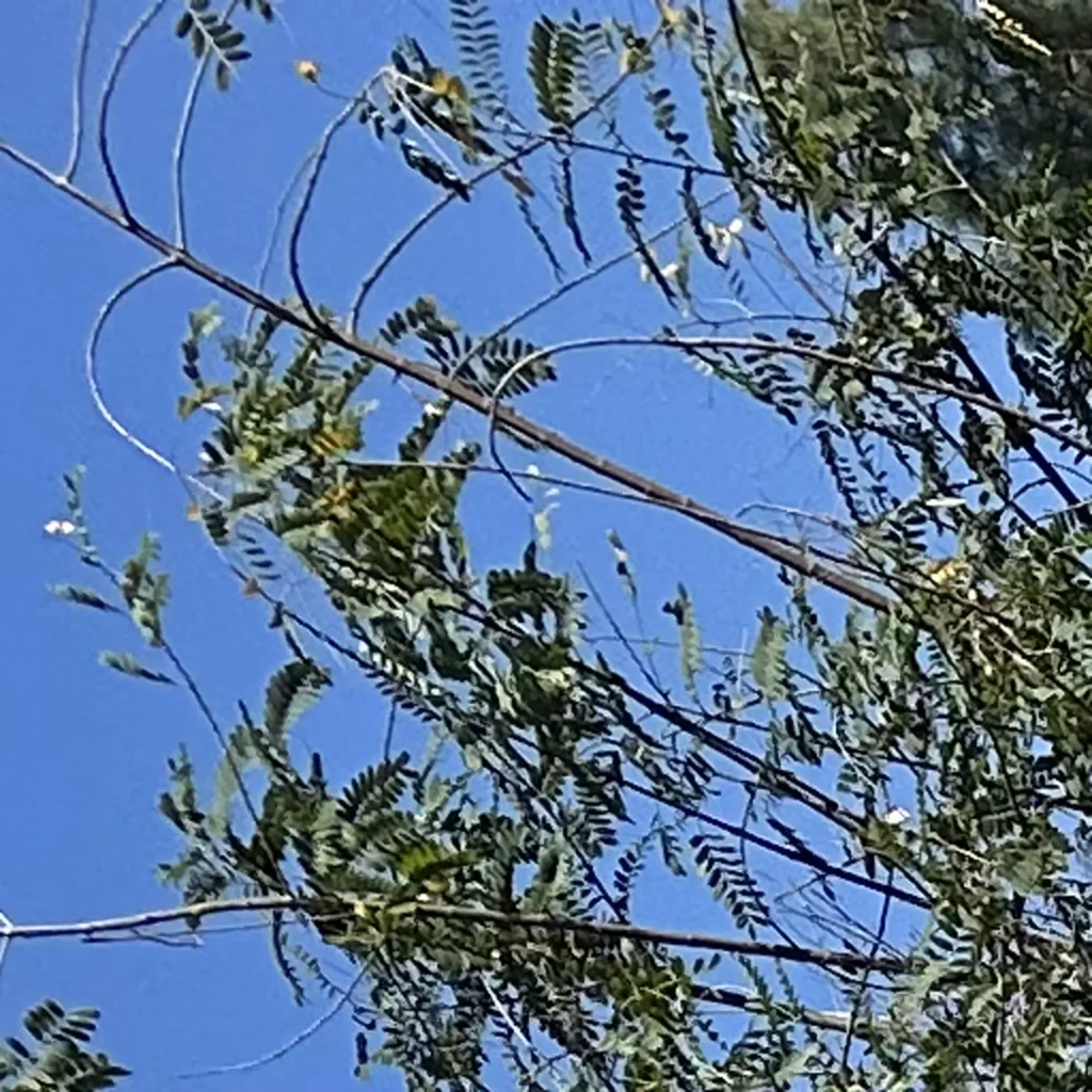 custom new home construction with pool in southern california 20