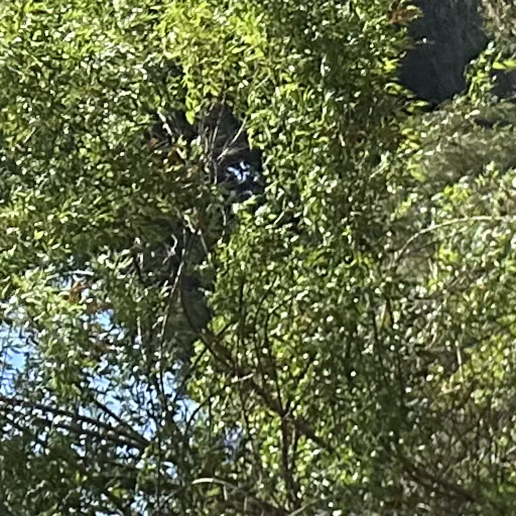 custom new home construction with pool in southern california 21