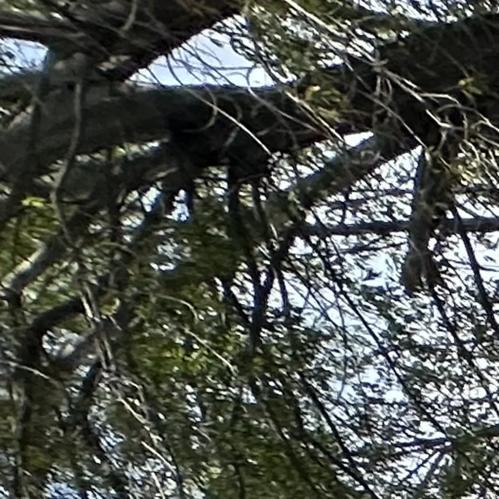 shingle roof replacement in sherman oaks 91403 02