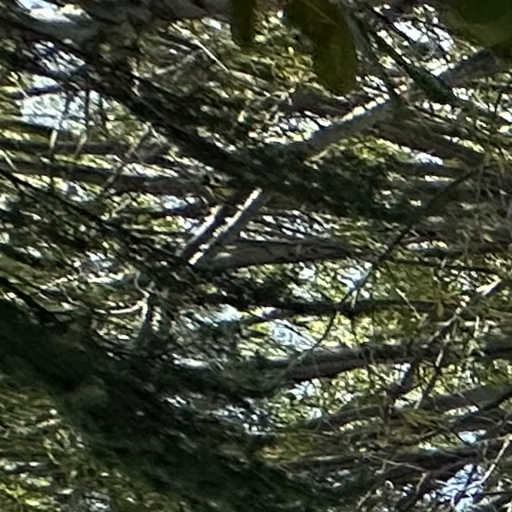 shingle roof replacement in sherman oaks 91403 04