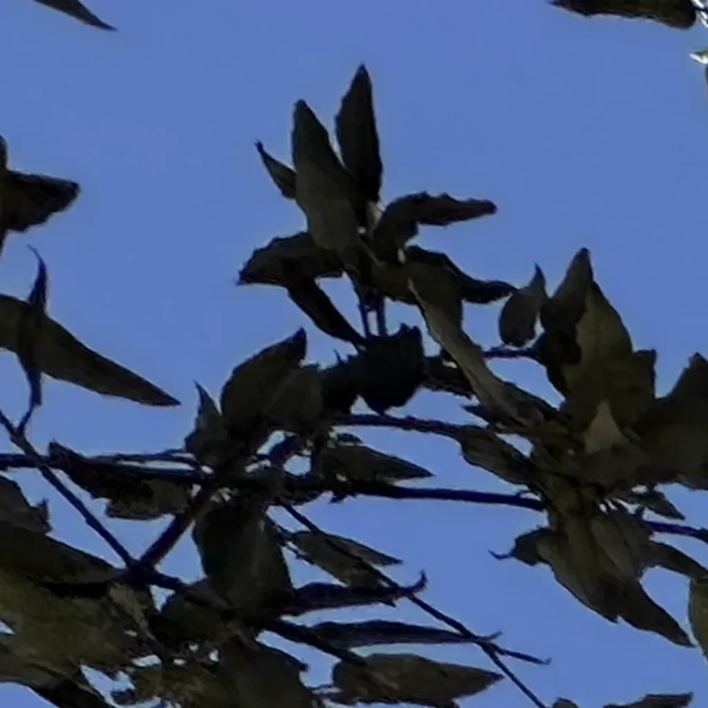 tile roof project in cerritos 90703 04